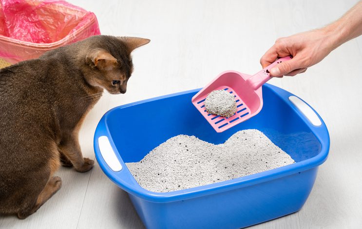 Discover Tips & Tricks for the Best Way to Clean Your Cat’s Litter