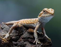 Reptile 101: All You Need To Know About Reptile